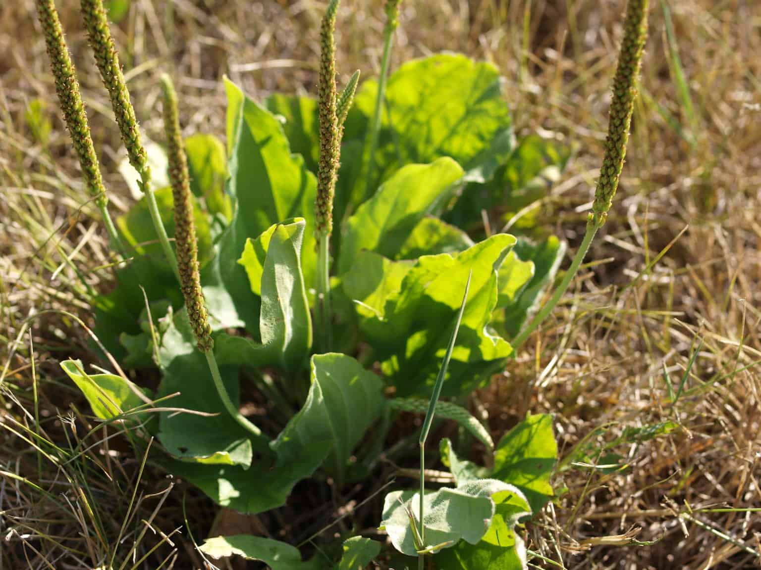 Broadleaf Plantain