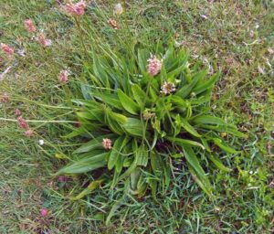 Ribwort (Narrowleaf) Plantain