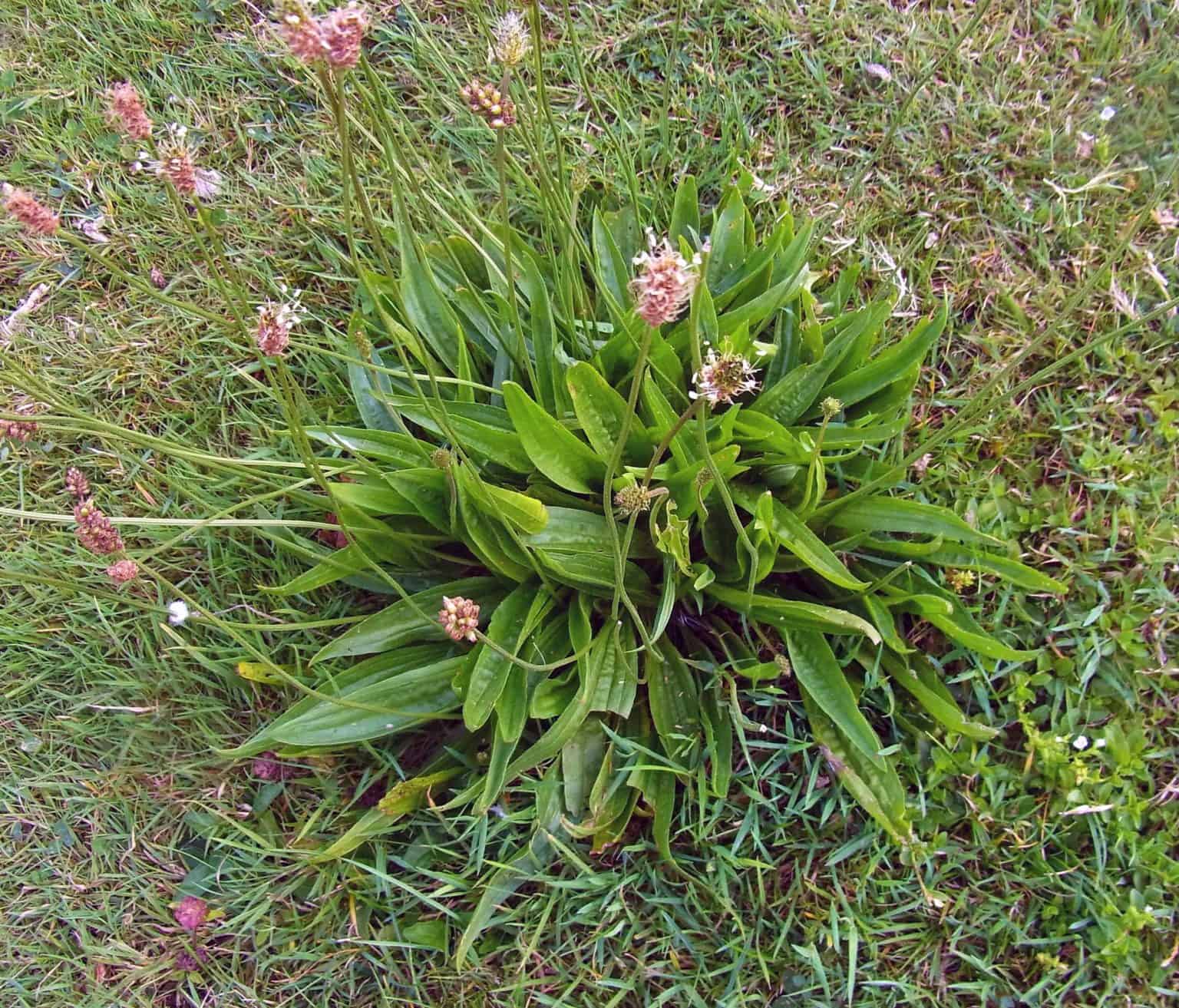 Ribwort (Narrowleaf) Plantain