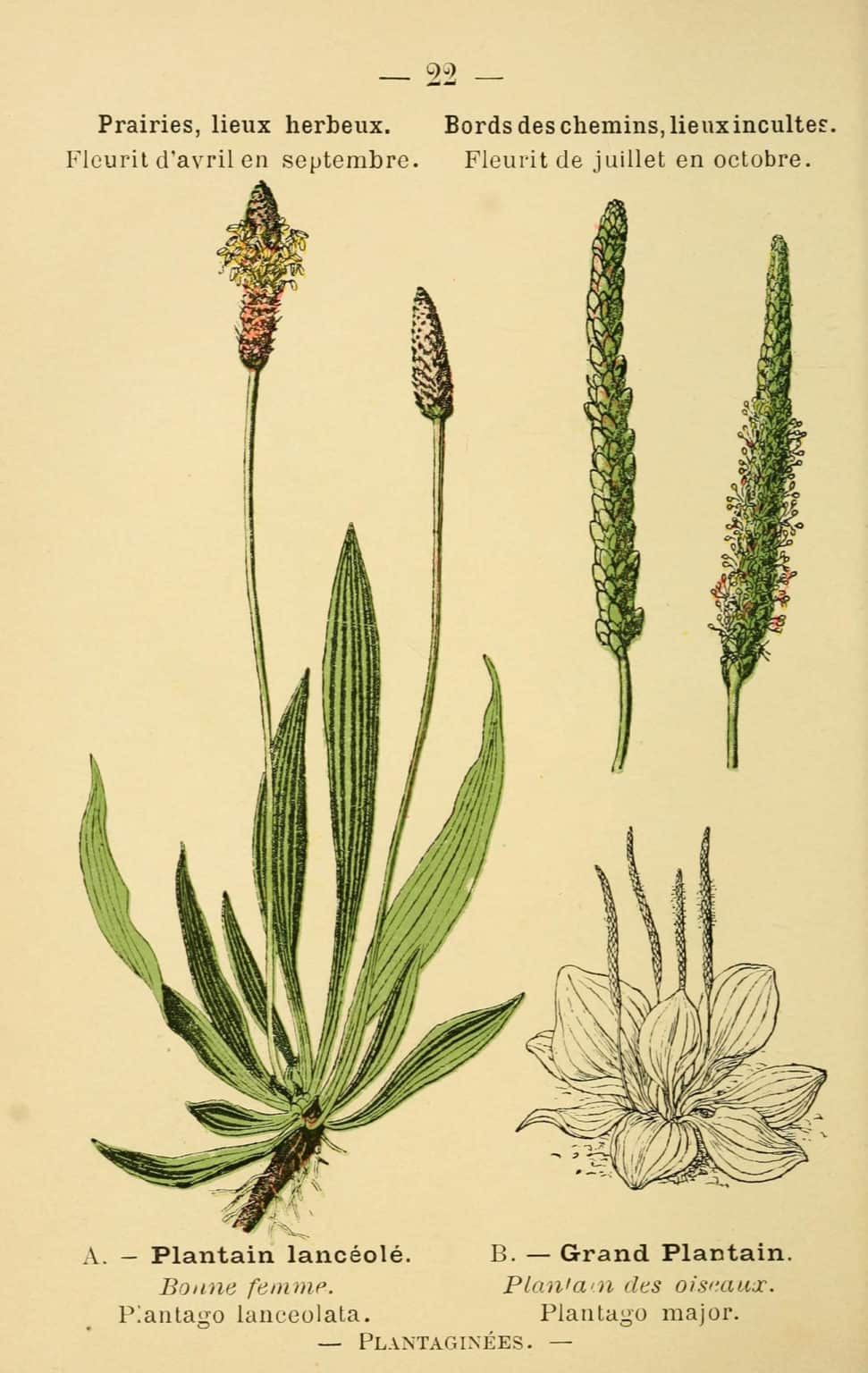 Parts of the narrowleaf plantain (Plantago lanceolata).