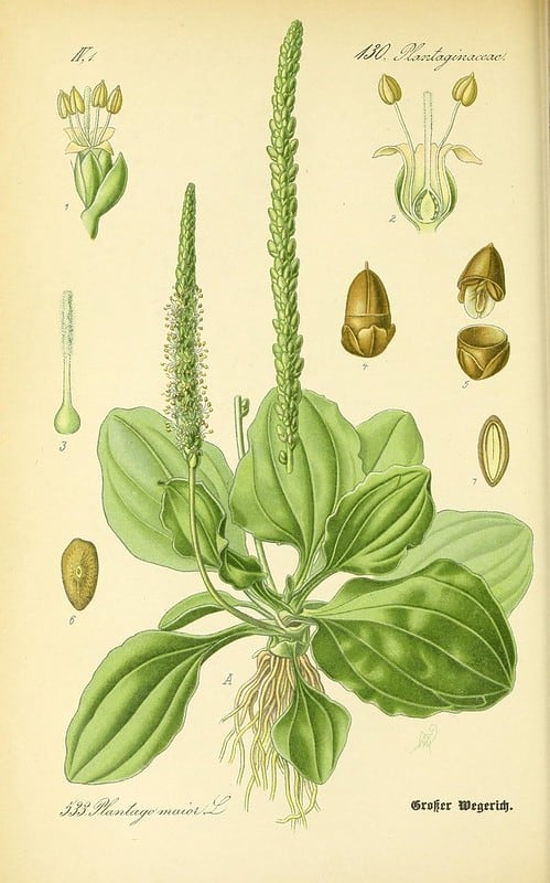 Parts of the broadleaf plantain (Plantago major).