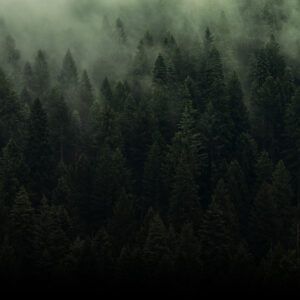 Blessings - Woodland Serenity Woodland Serenity