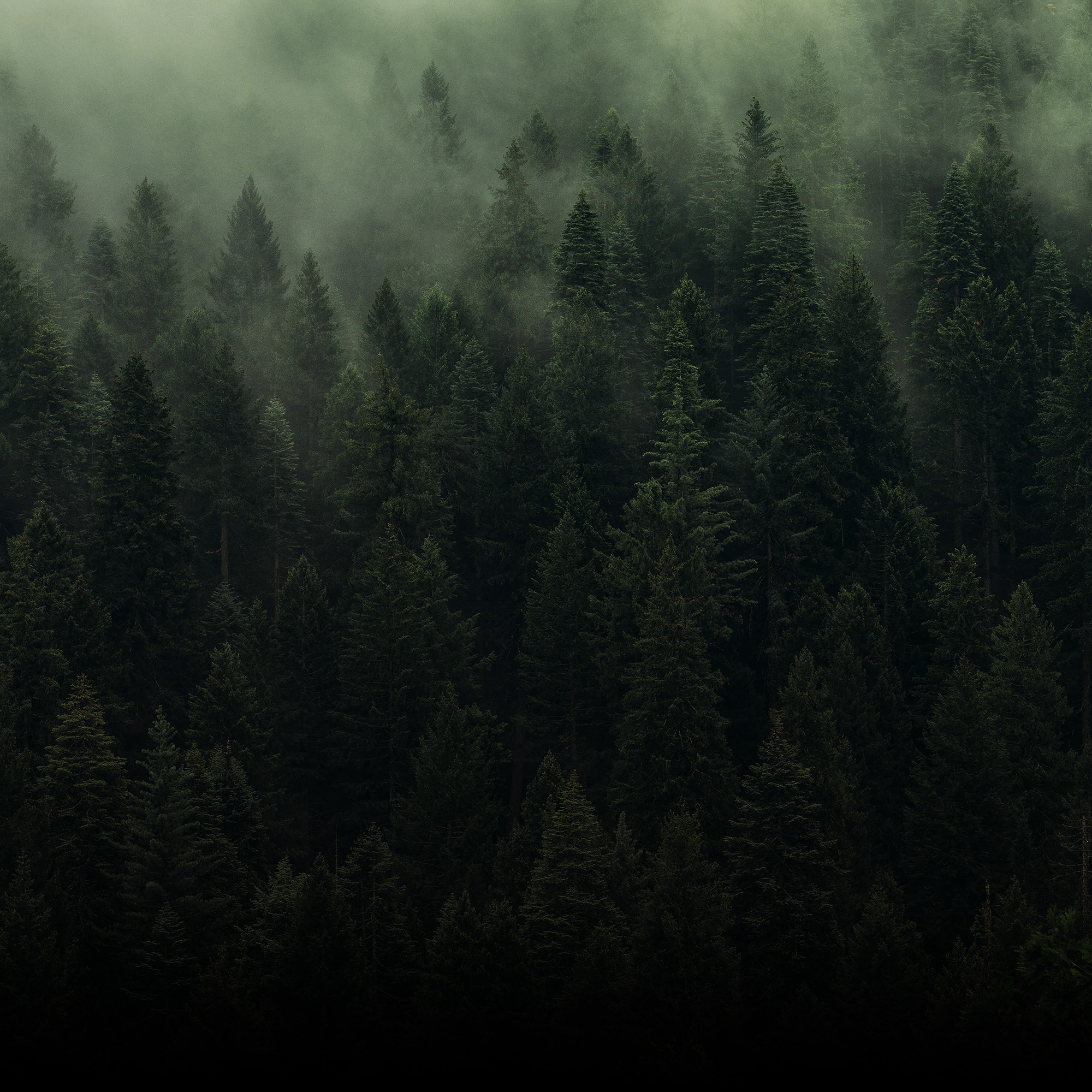 Woodland Serenity