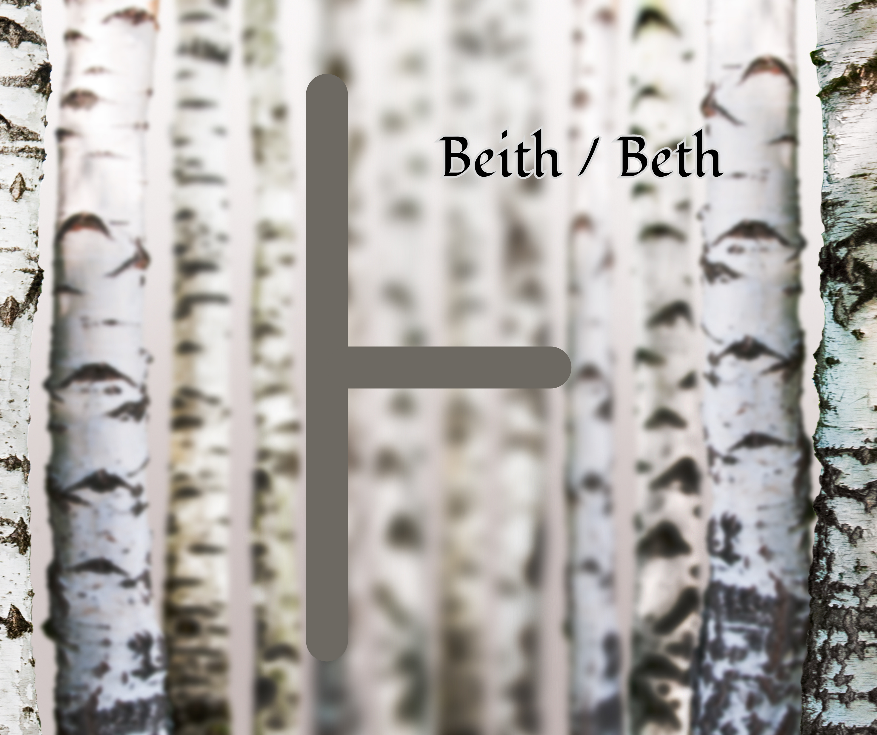 Beith (Birch)