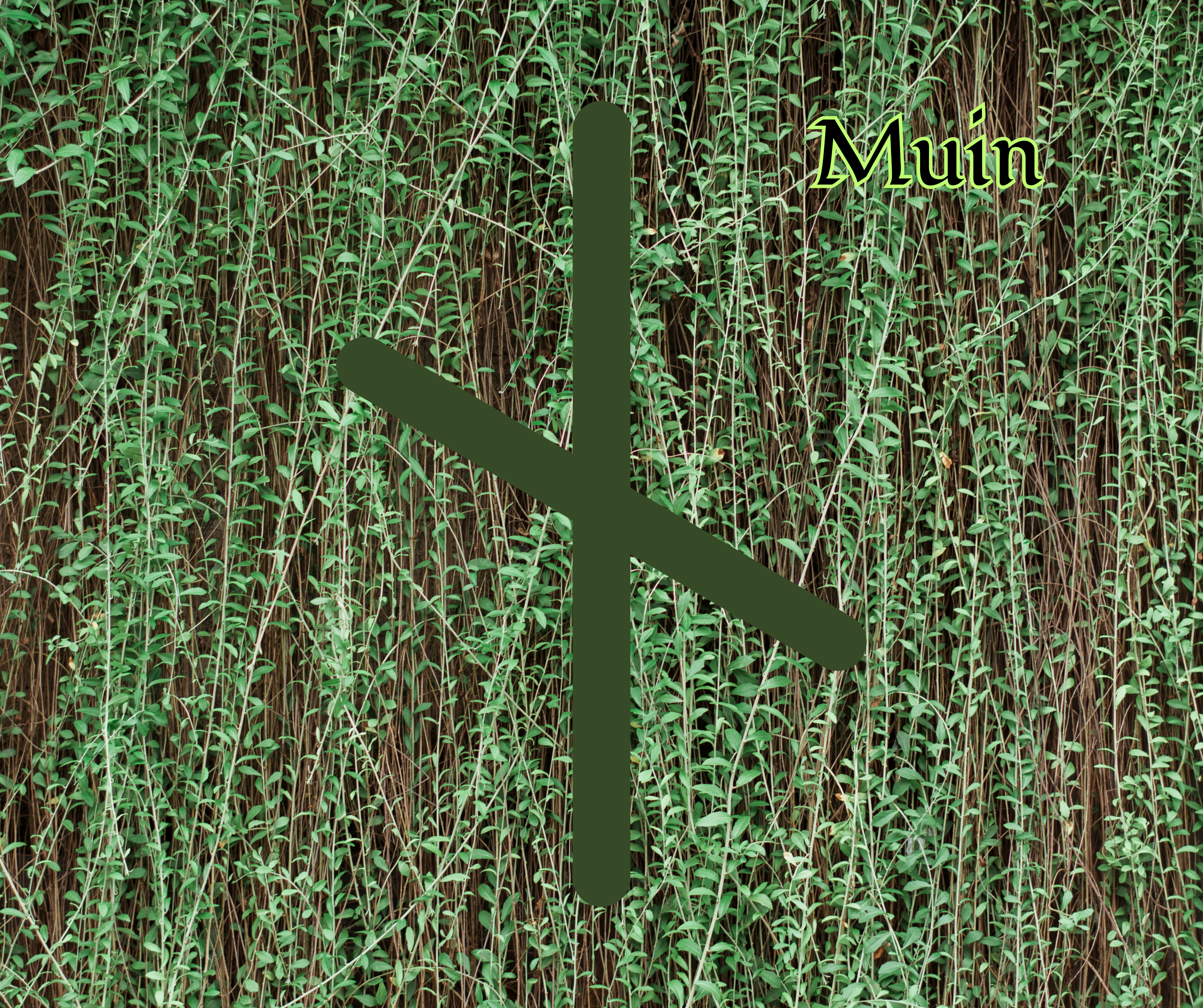 Muin (Vine)