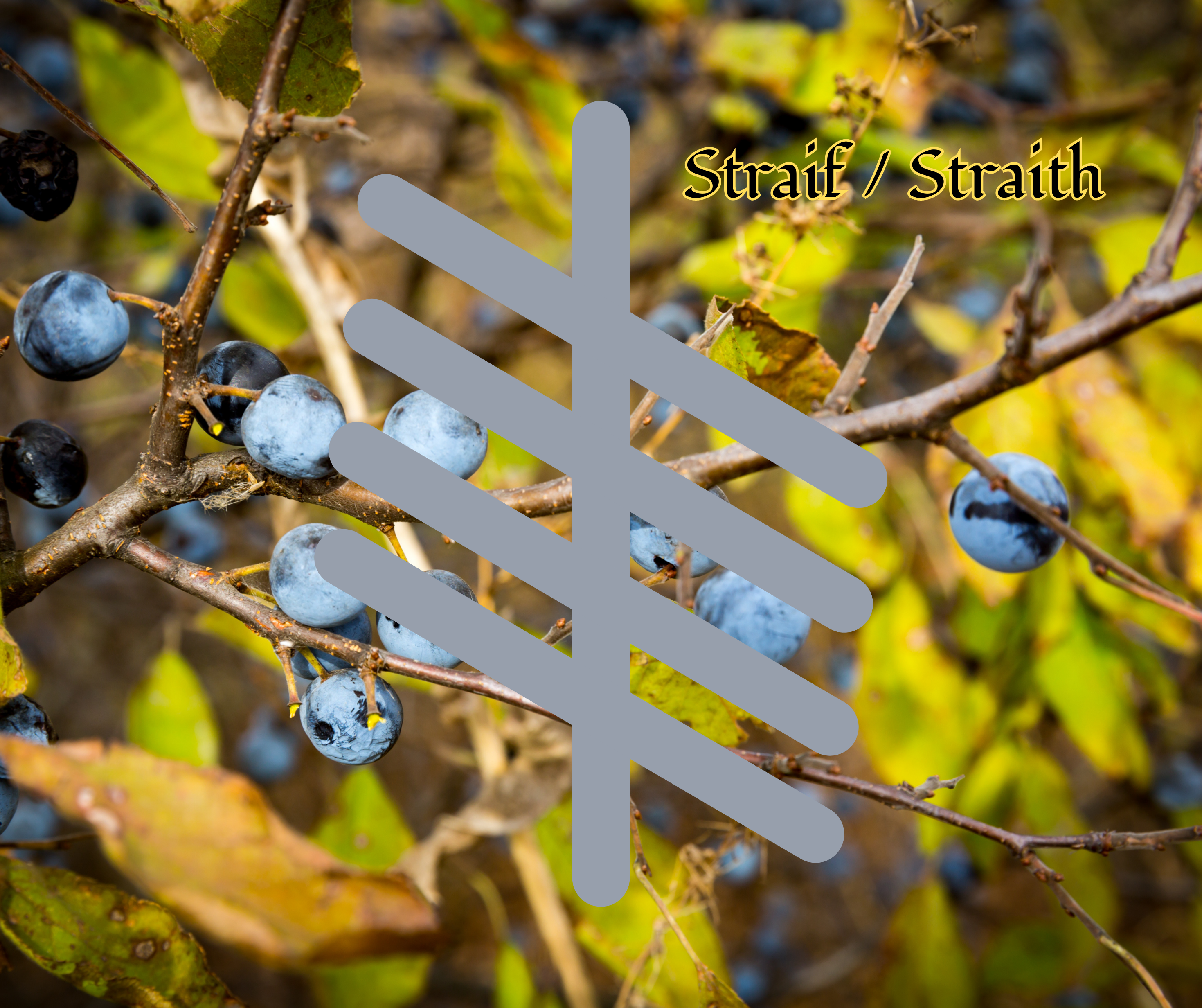 Straif (Blackthorn)