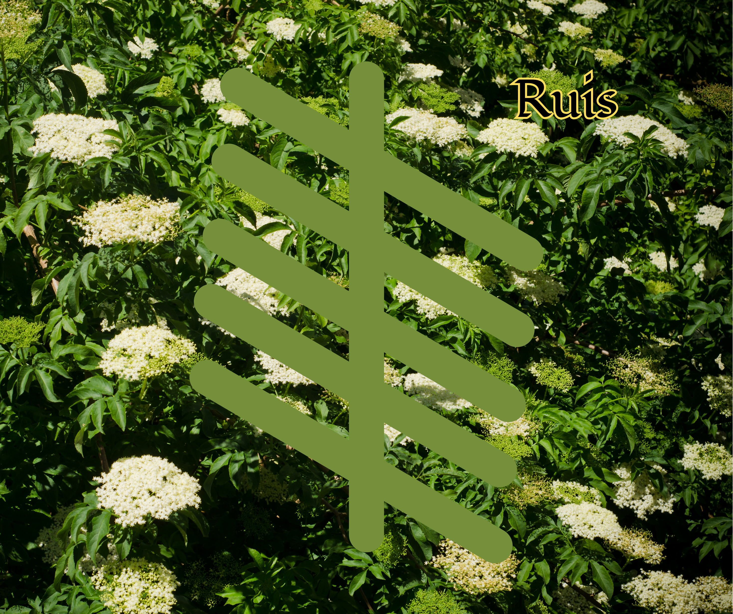 Ruis (Elder)