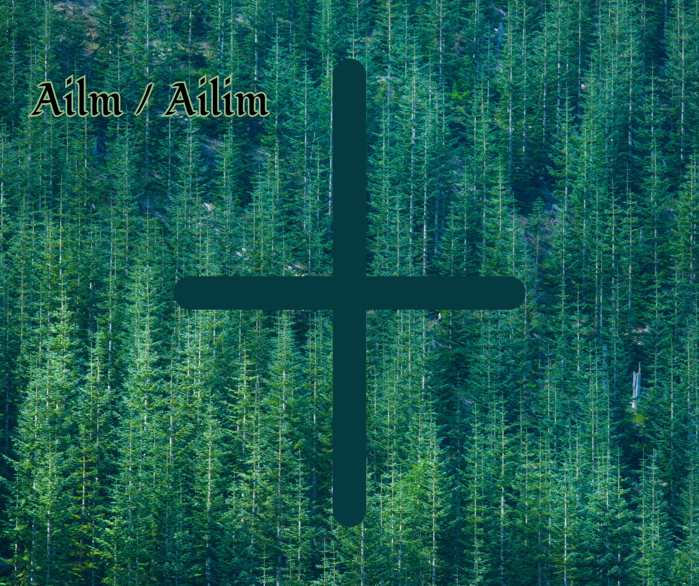 Ailm (Fir)