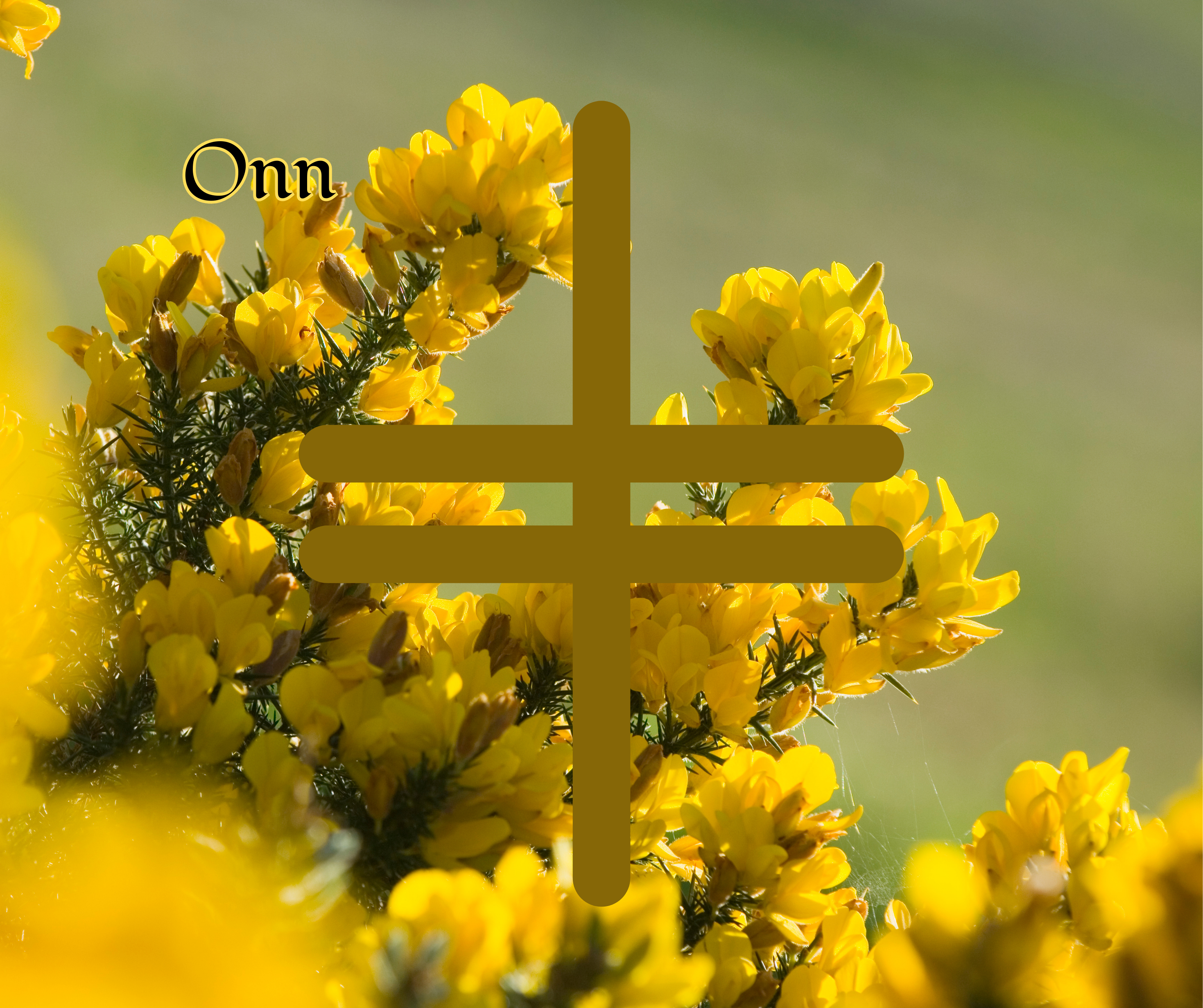 Onn (Gorse)