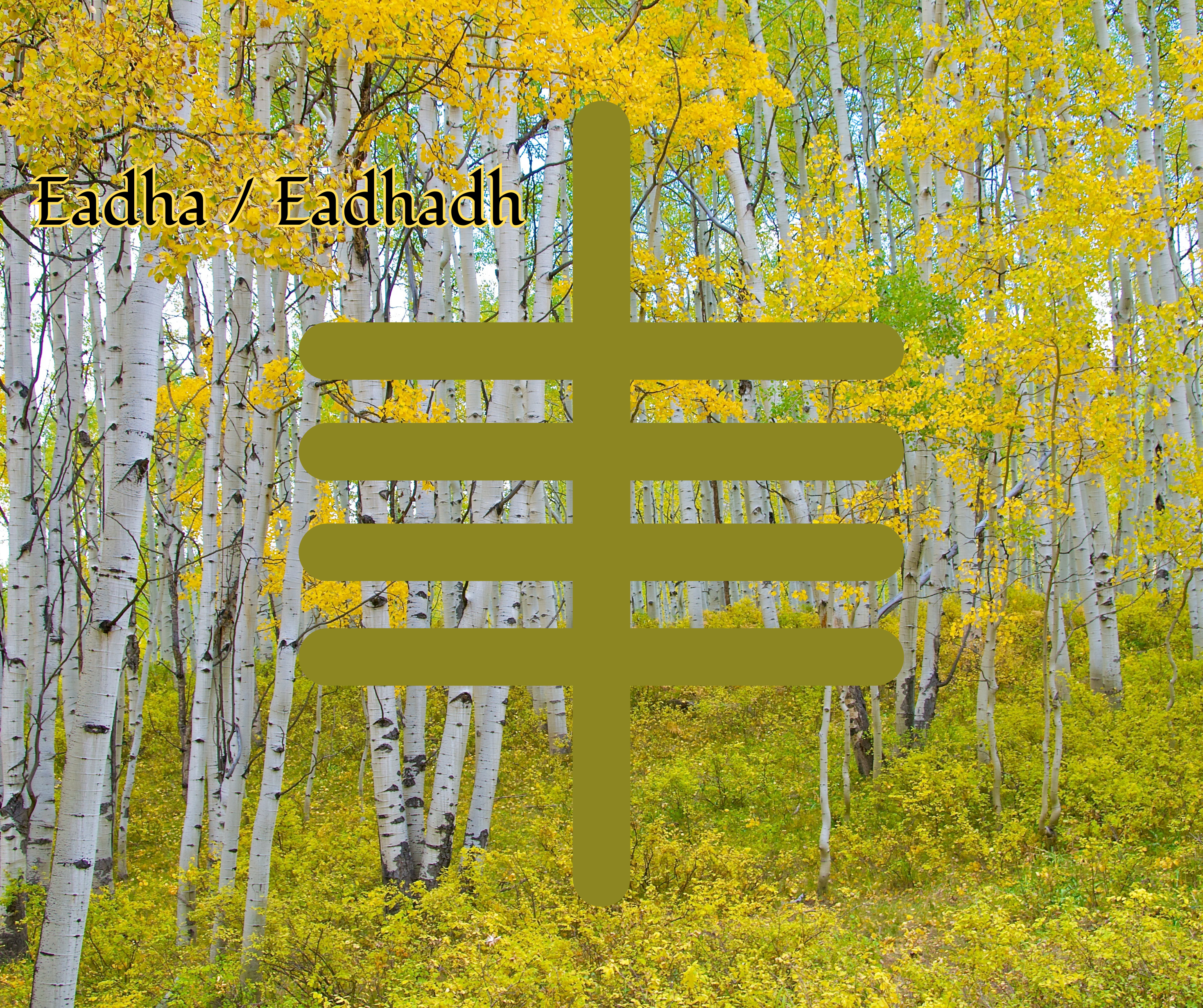 Eadha (Aspen)