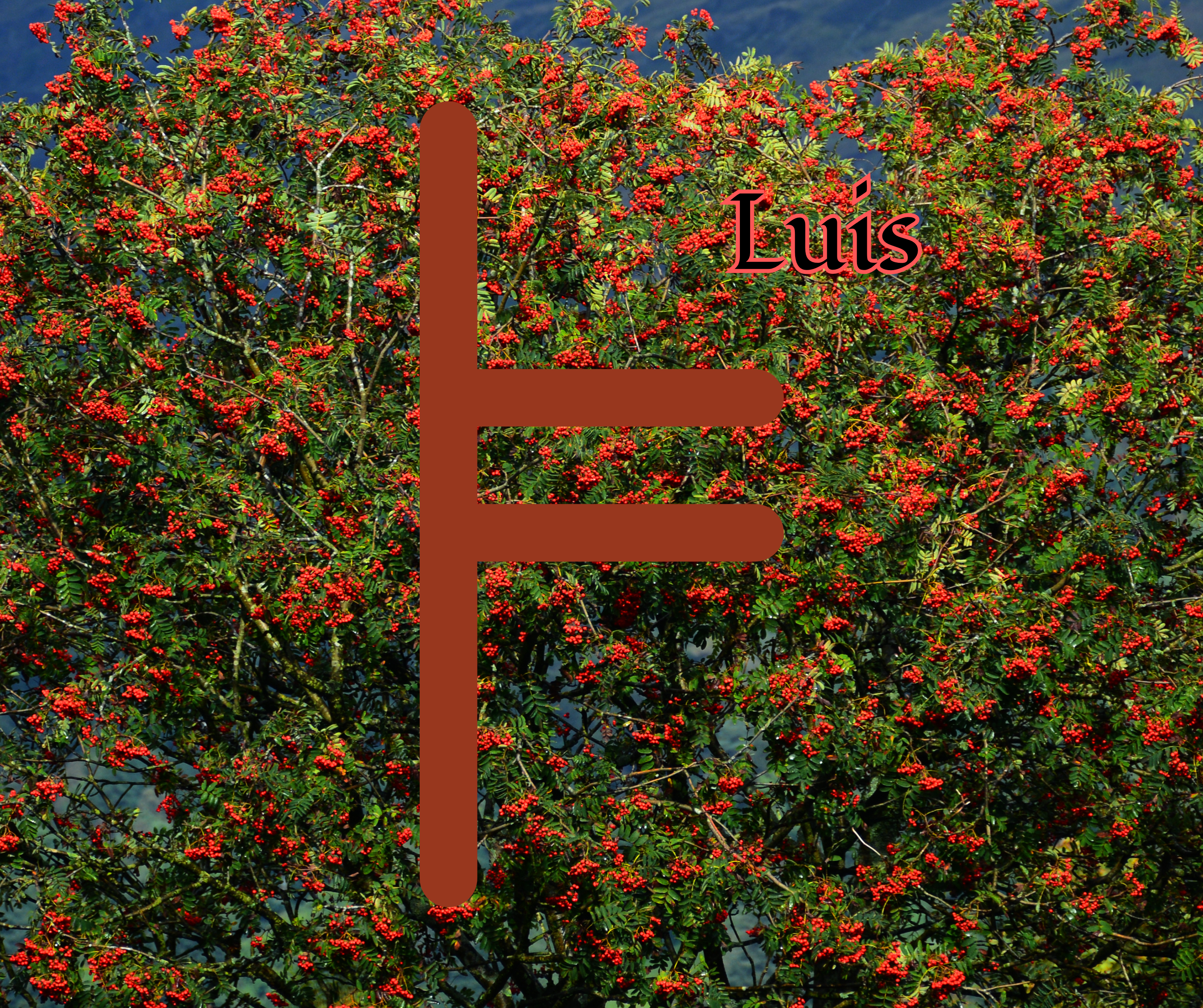 Luis (Rowan)