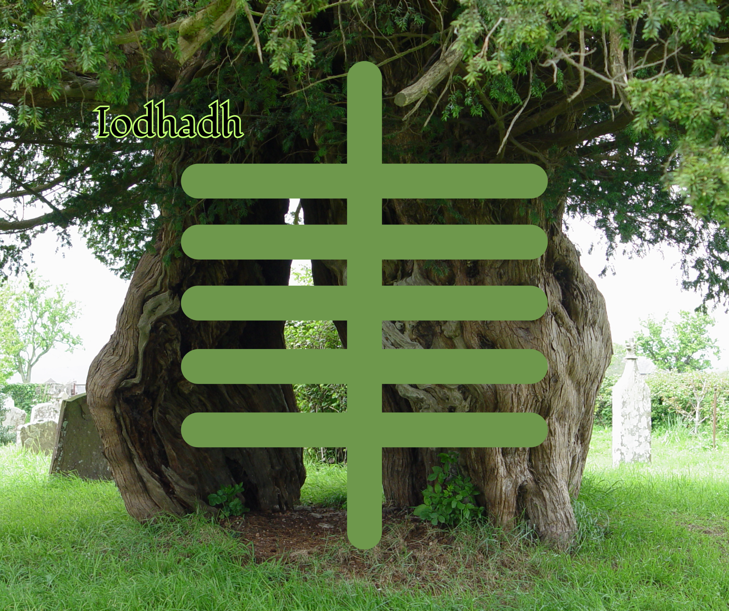 Iodhadh (Yew)