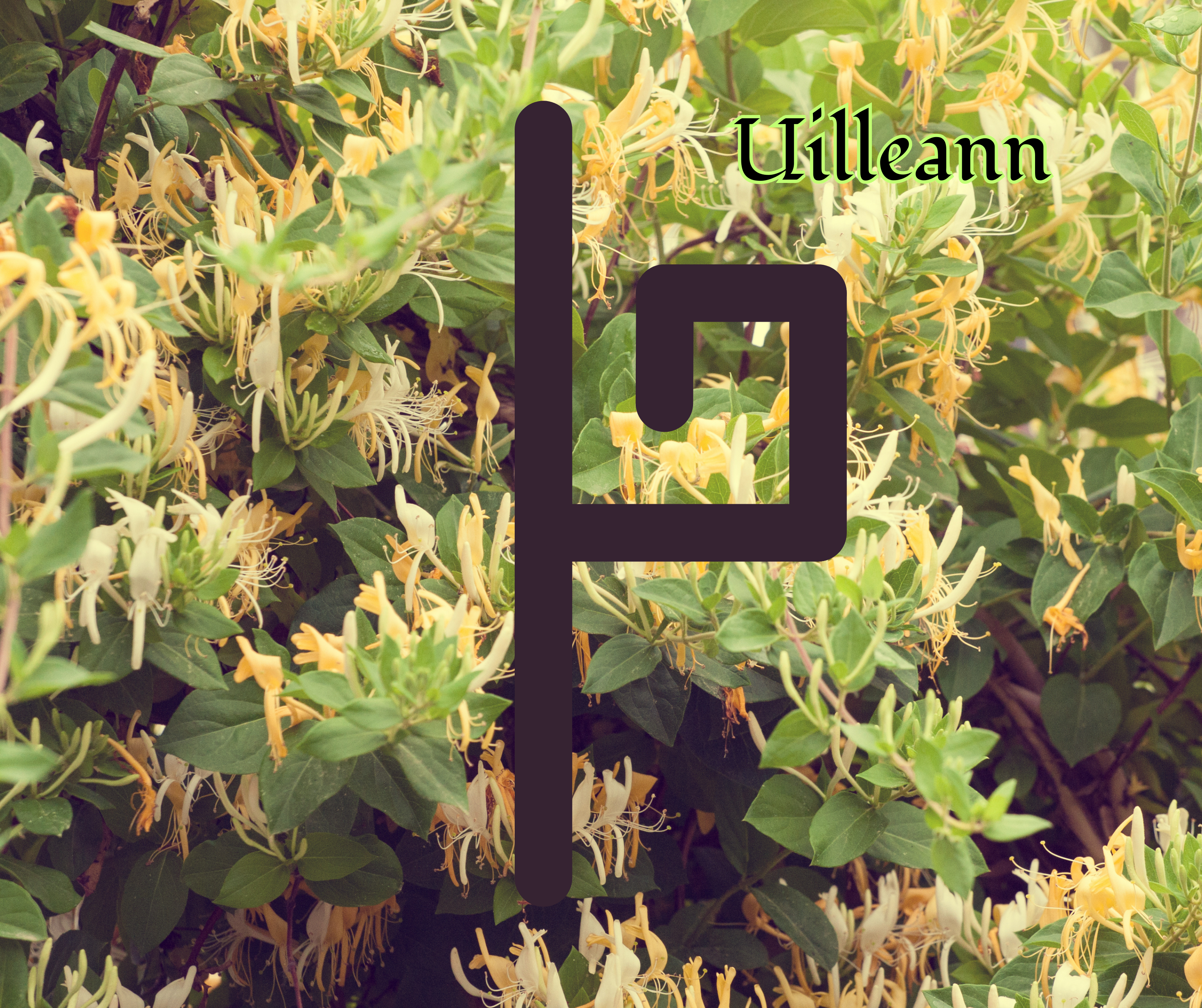 Uilleann (Honeysuckle)