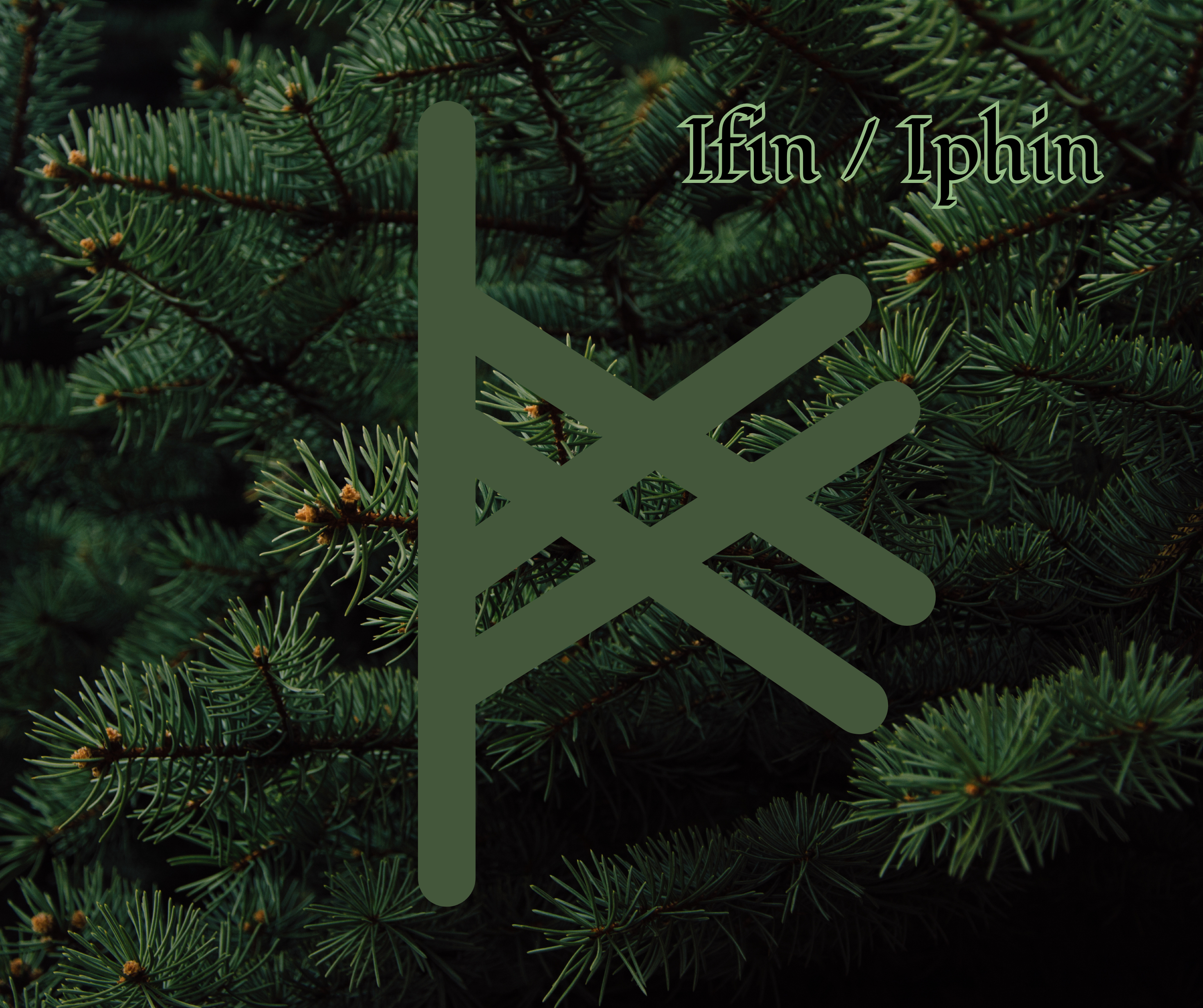 Ifin (Pine)