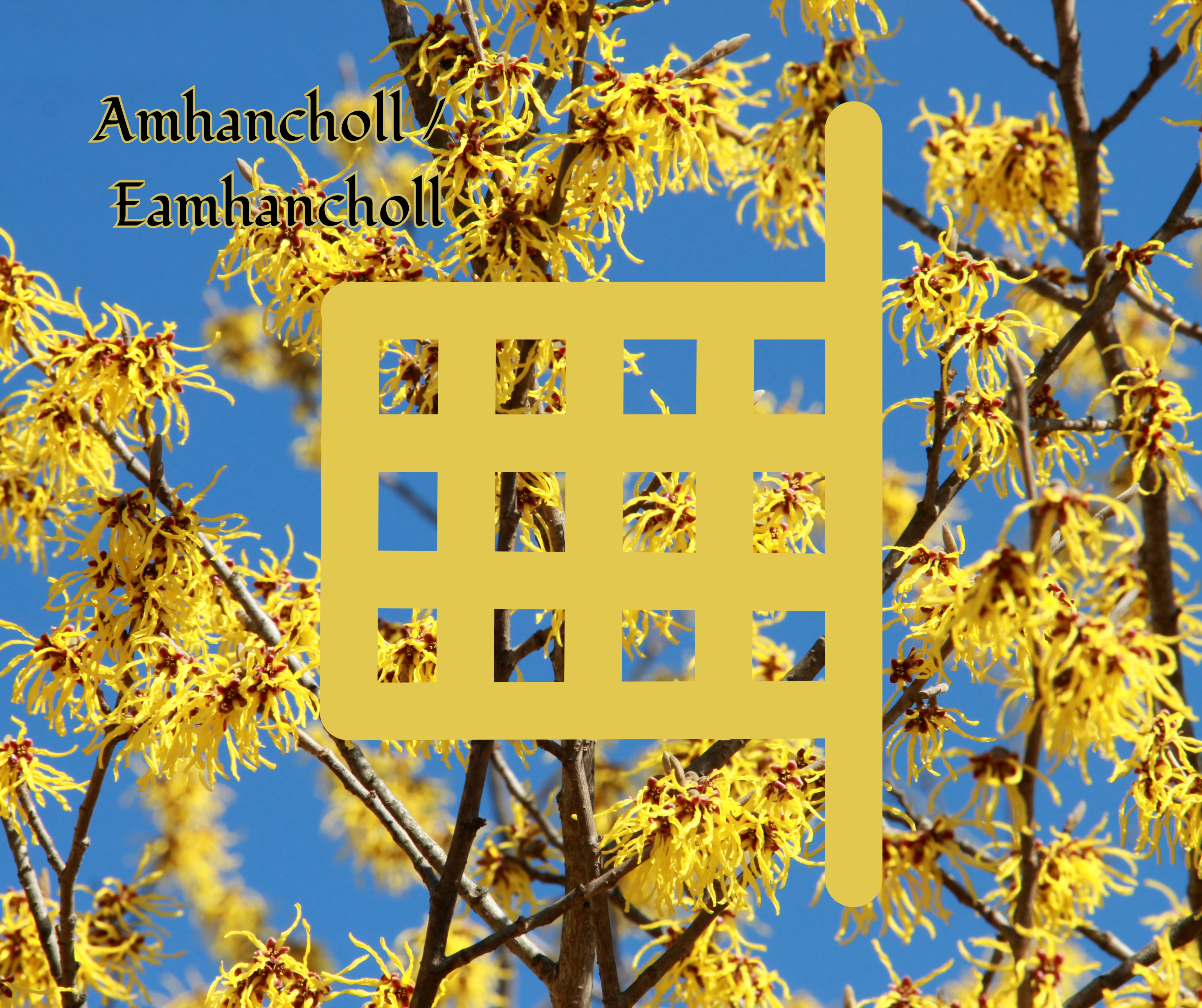 Amhancholl (Witch Hazel)