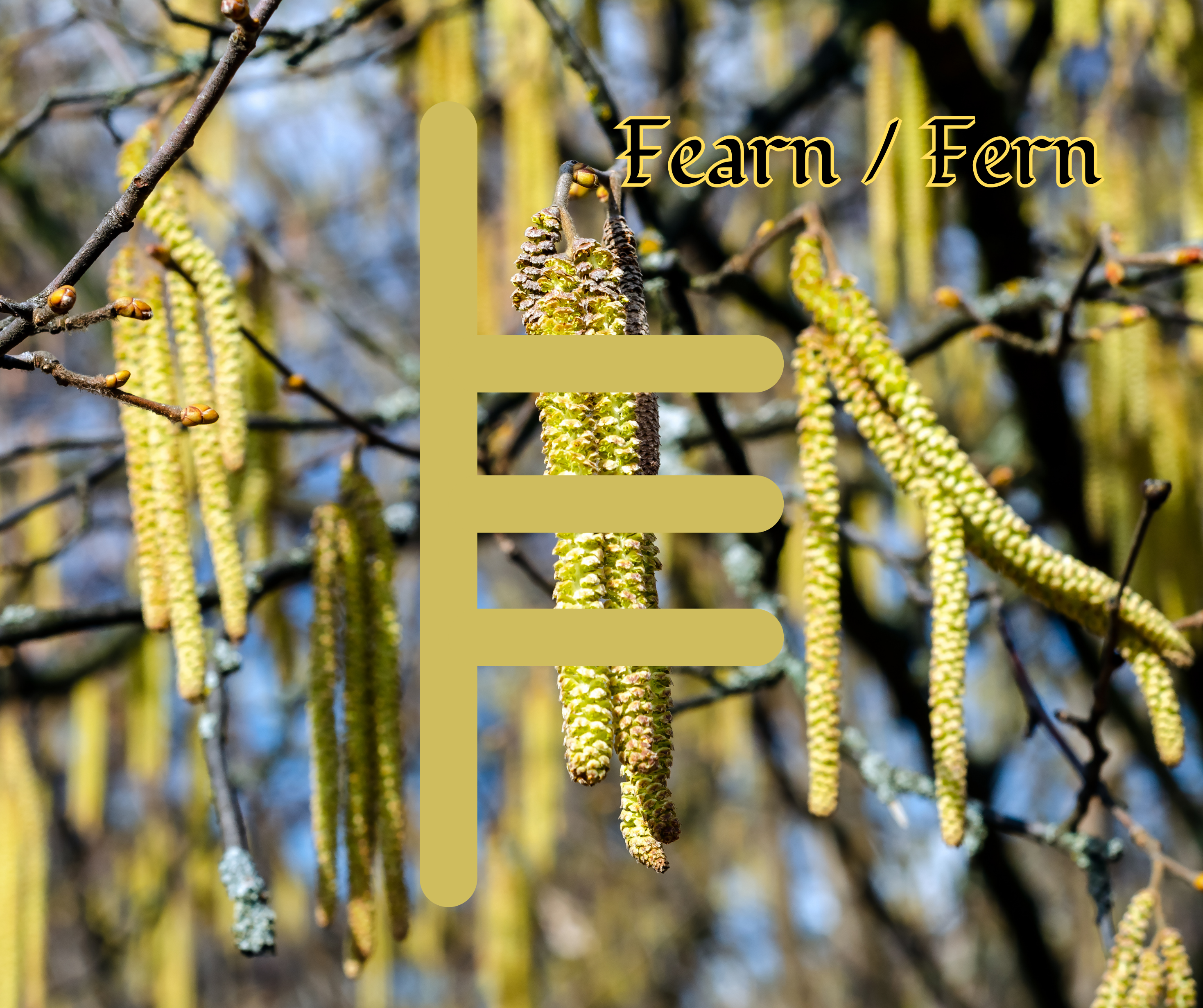 Fearn (Alder)