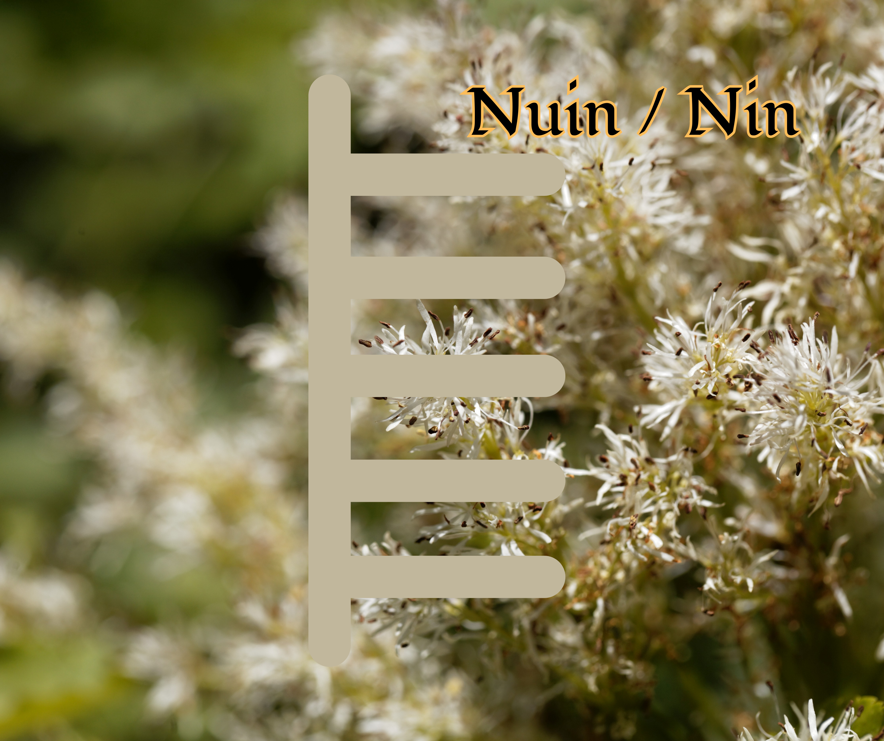 Nuin (Ash):