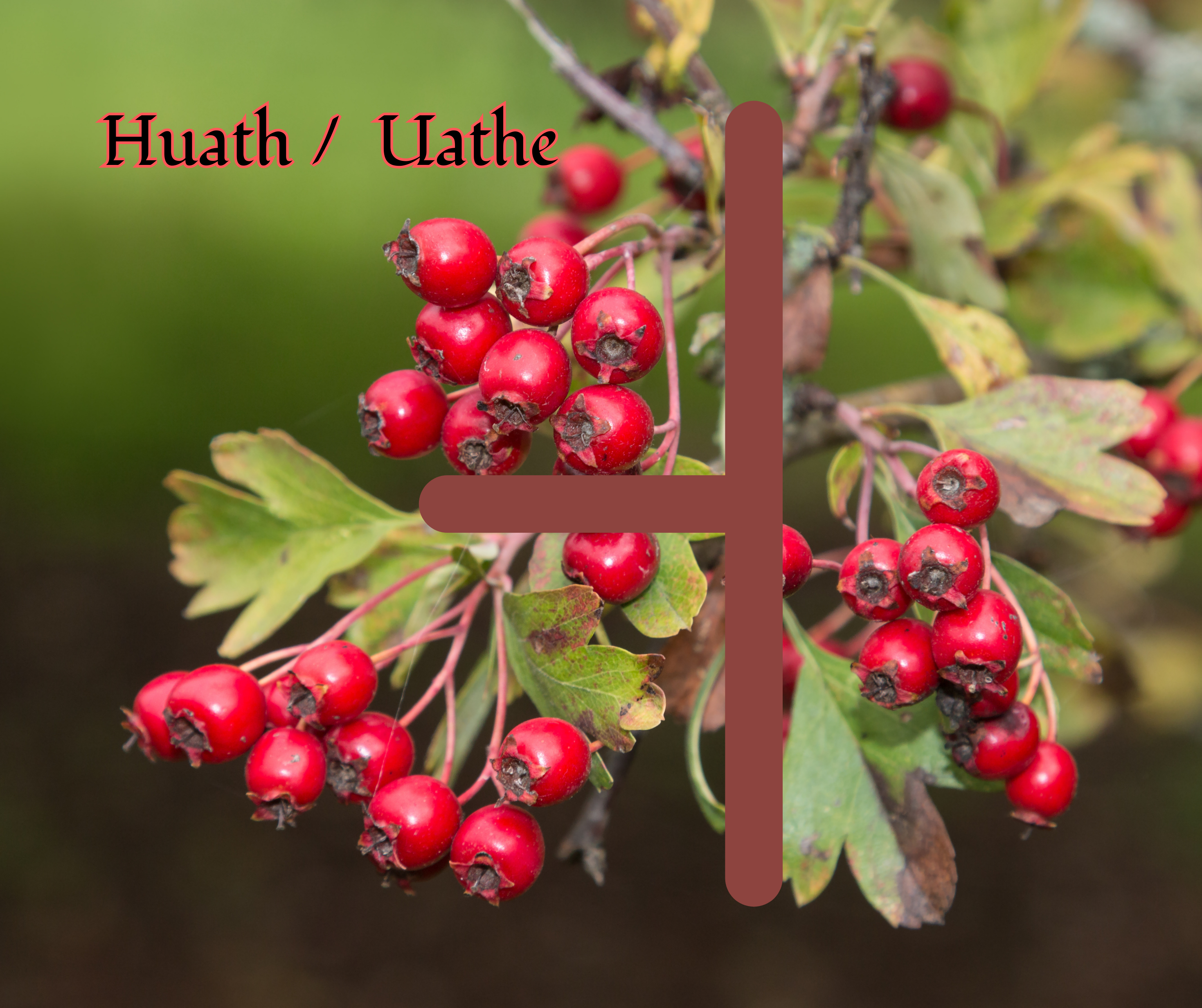 Huath (Hawthorn)