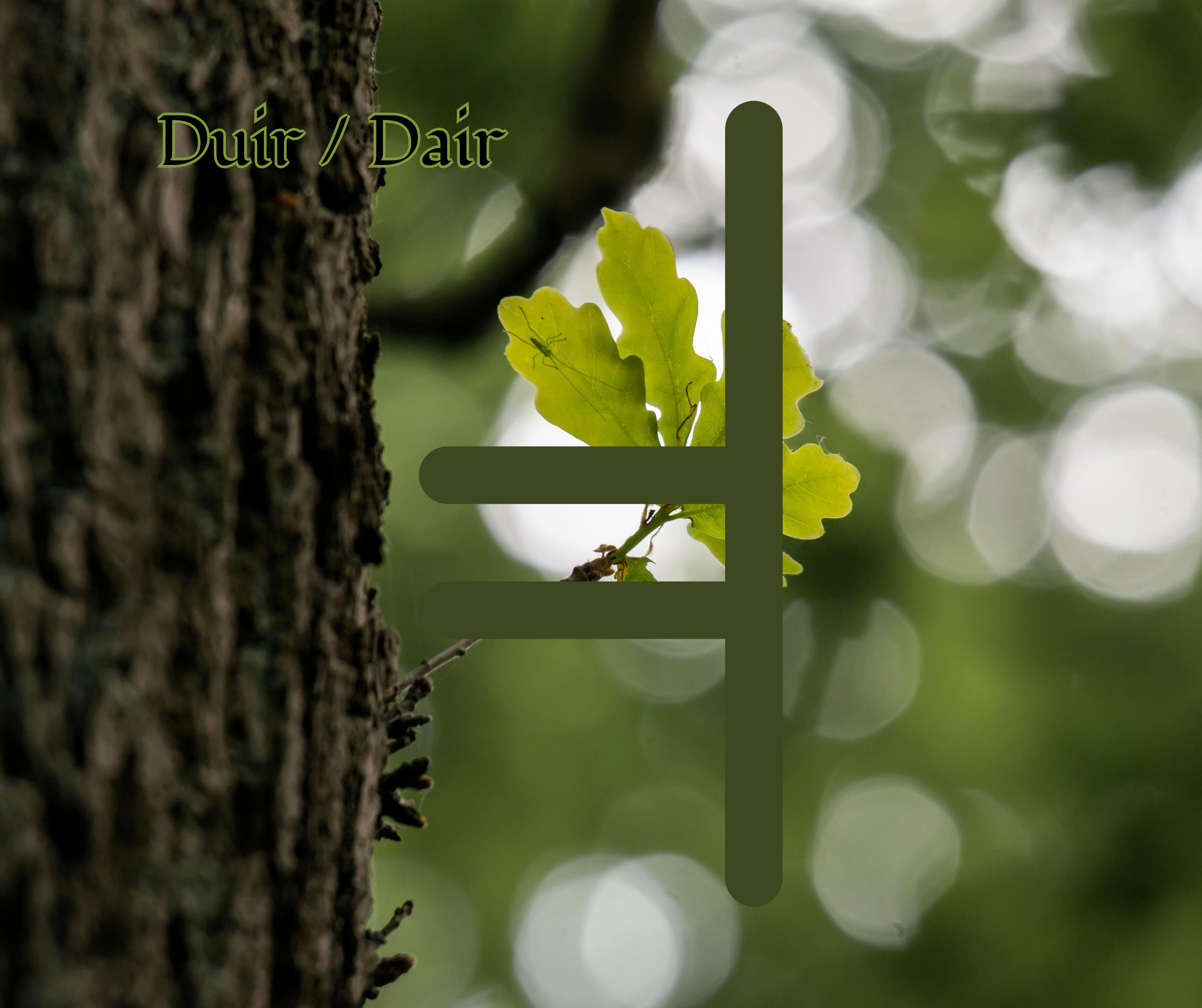 Duir (Oak)