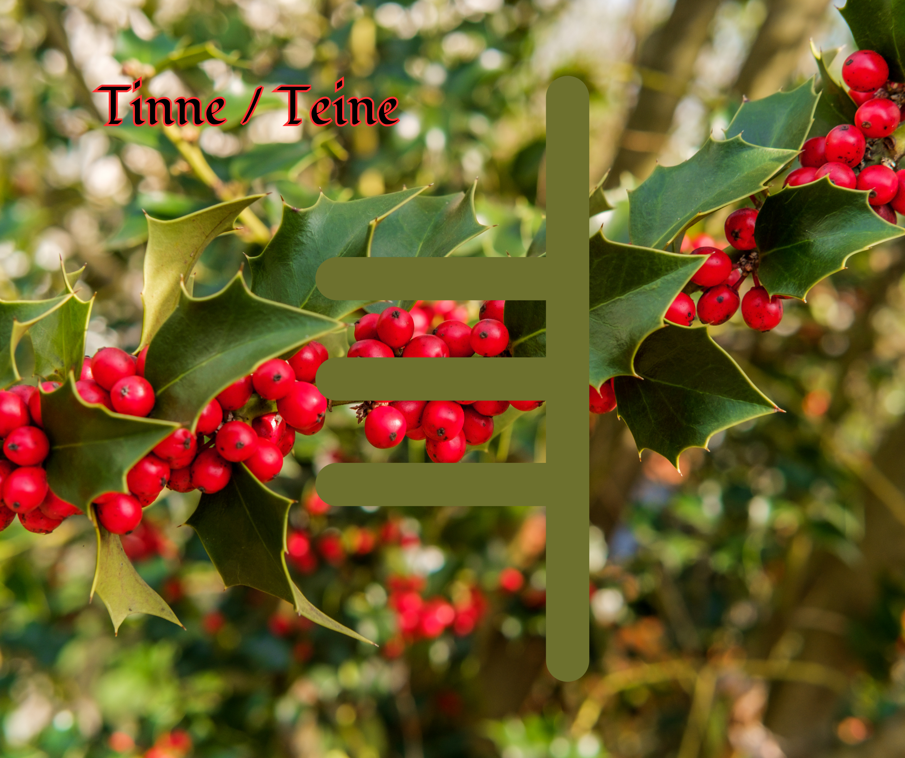 Tinne (Holly)