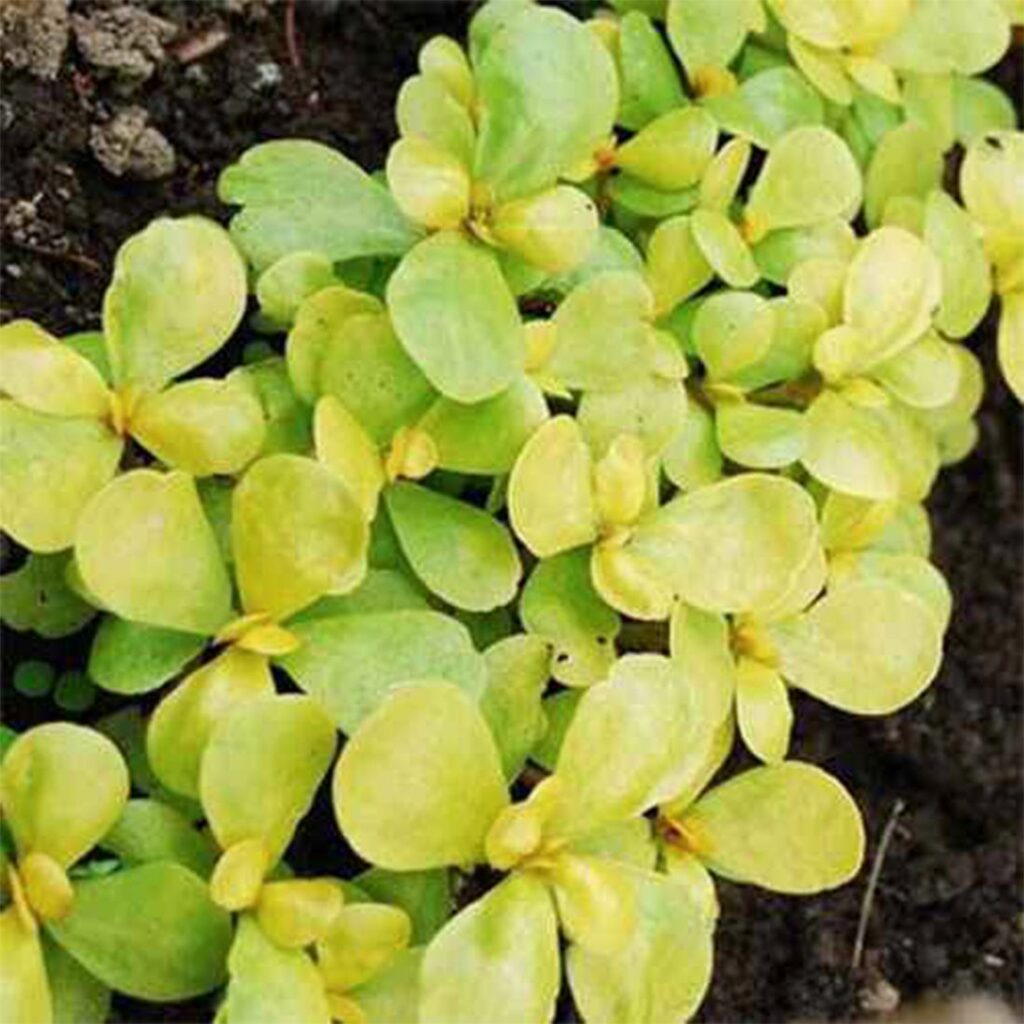 Golden Purslane