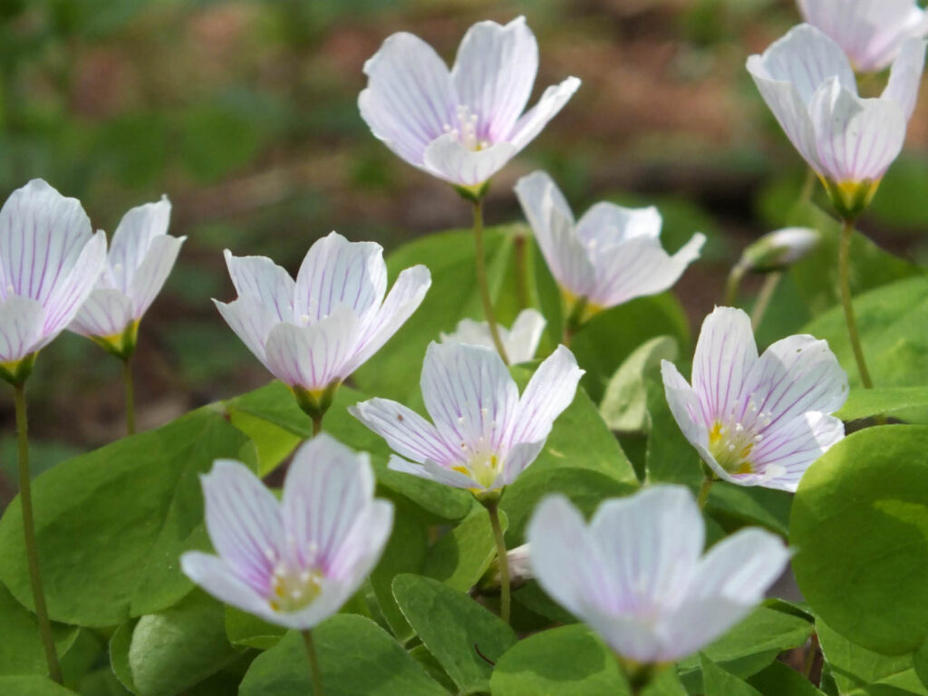 Oxalis acetosella_Common Wood Sorrel