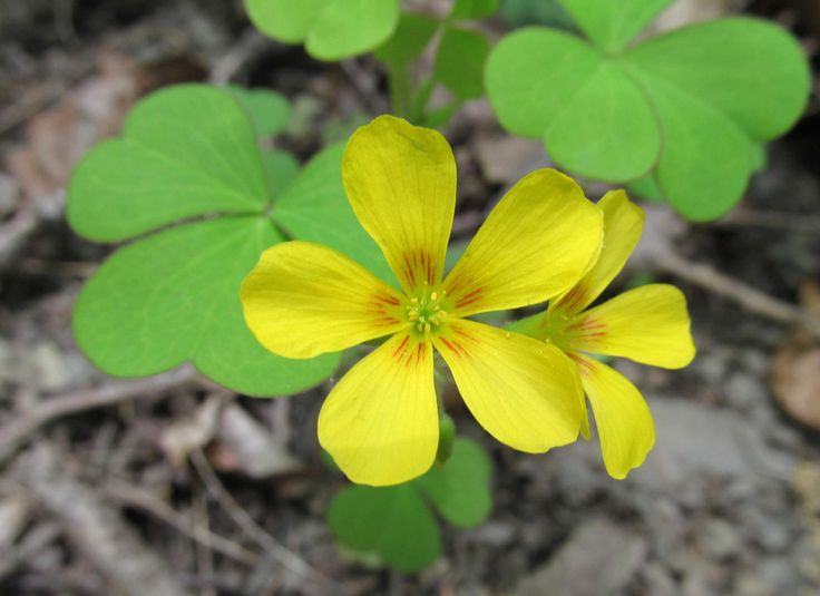 Oxalis debilis_Large Yellow Wood Sorrel