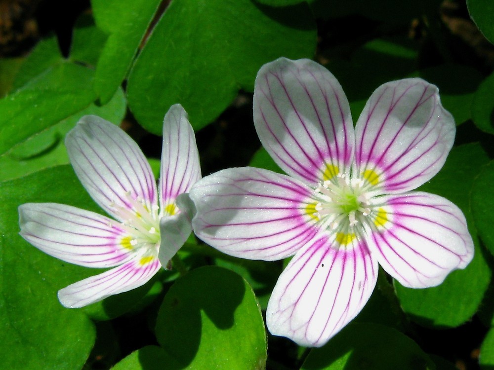 Oxalis montana_Mountain Wood Sorrel