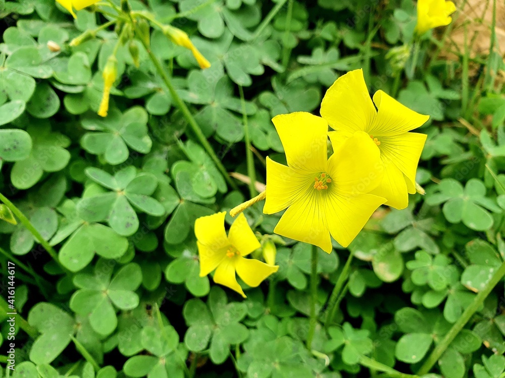 Oxalis pes-caprae_Bermuda Buttercup