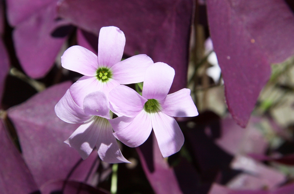 Oxalis triangularis_Purple Shamrock or False Shamrock