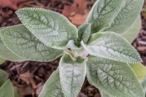 Foraging: Lamb's Quarter Lambs Quarter