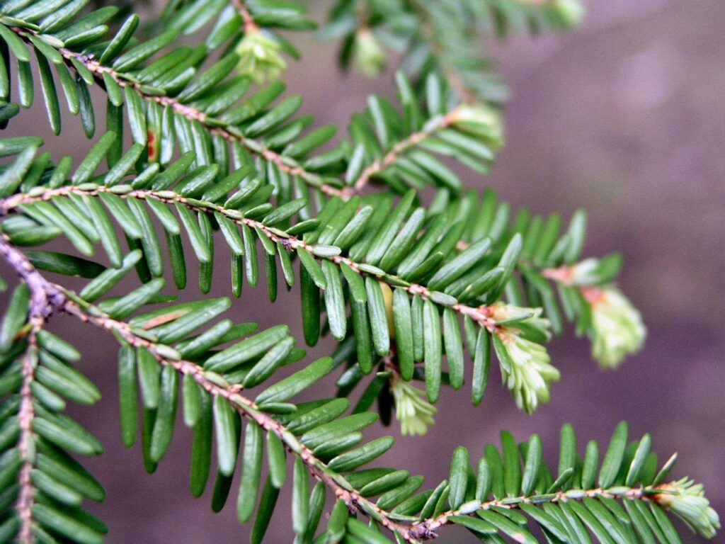 HEMLOCK detailed breakdown