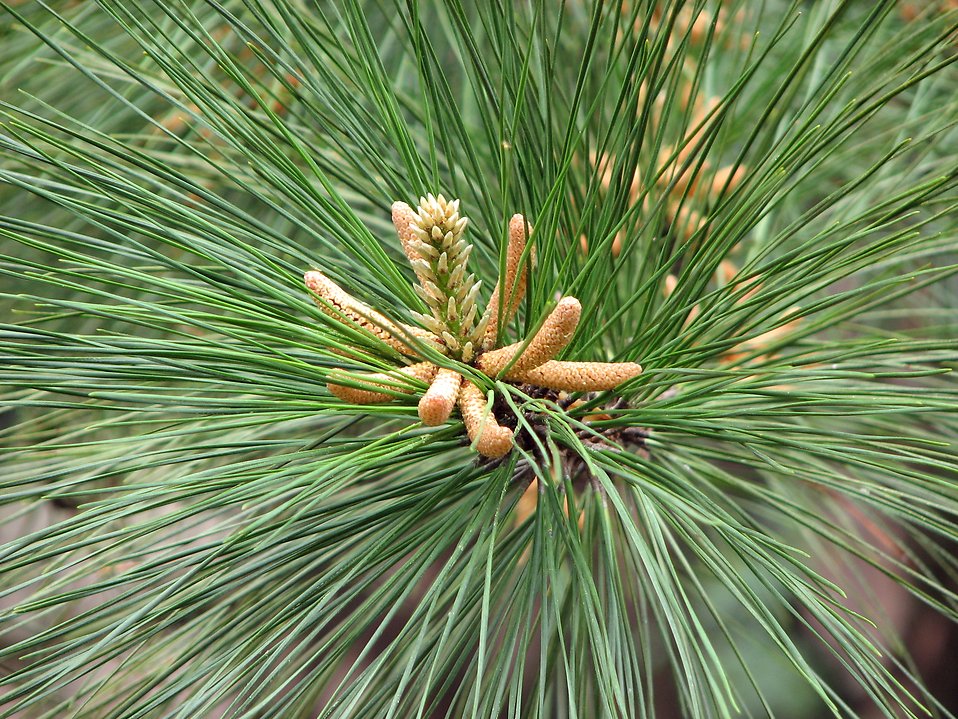 PINE detailed breakdown