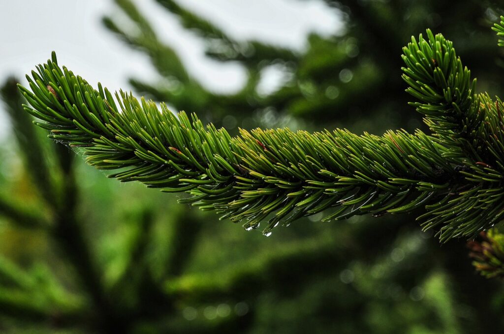 SPRUCE detailed breakdown