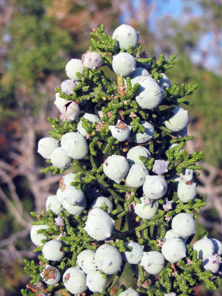 California Juniper (Juniperus californica)
