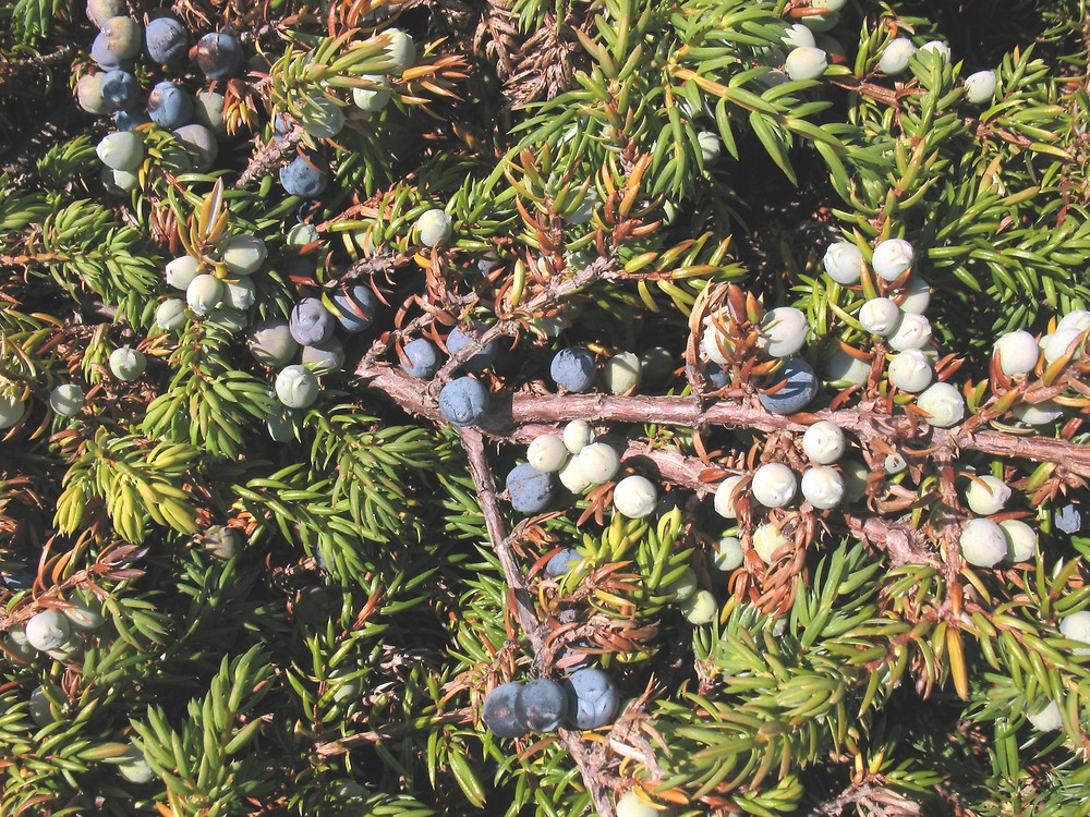 Common Juniper (Juniperus communis)
