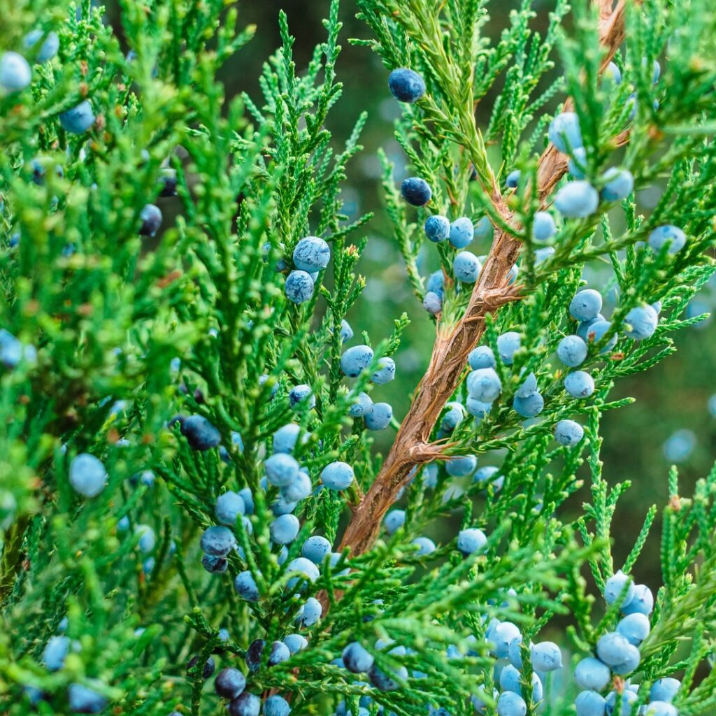 Eastern Red Cedar (Juniperus virginiana)
