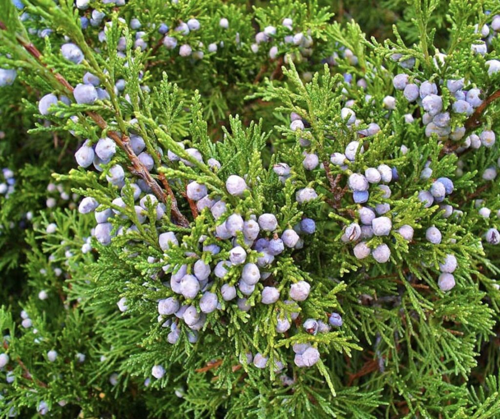 Savin Juniper (Juniperus sabina)