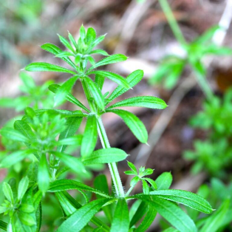 Cleavers_Galium aparine