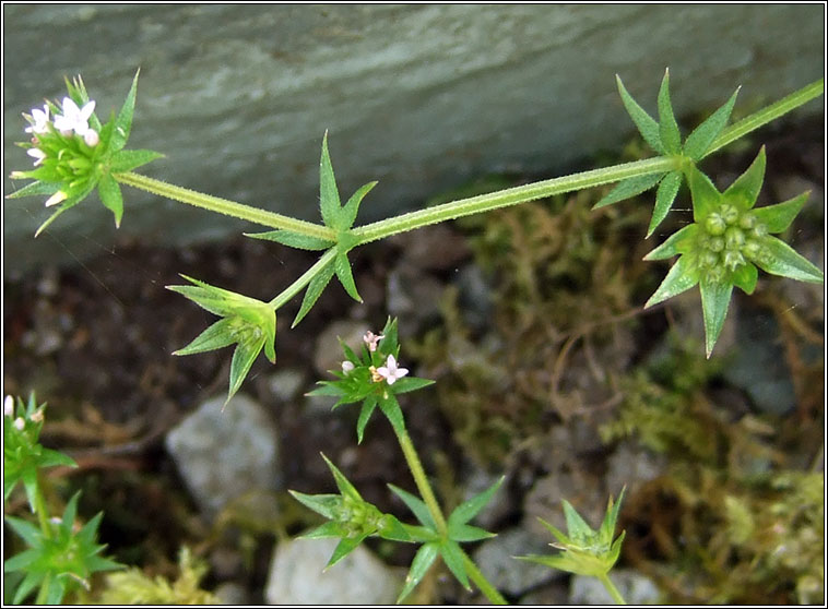 Field Madder_Sherardia arvensis