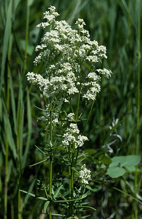 Northern Bedstraw_Galium boreale