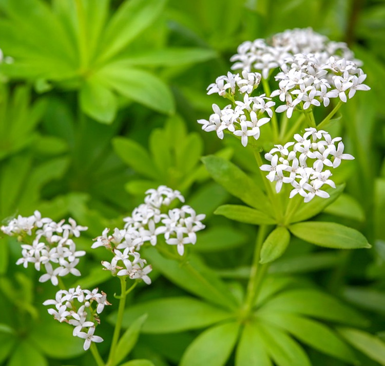 Sweet Woodruff_Galium odoratum